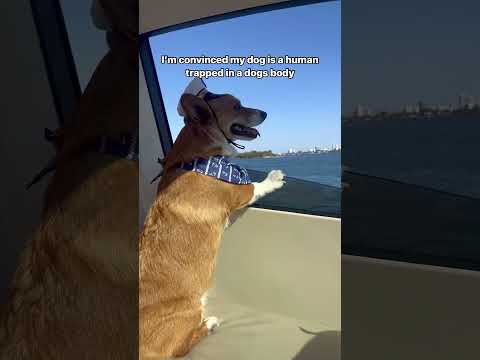 Do you agree? #dog #corgi #dogshorts #dogtravel #boat #boatlife #captain #funnyvideo #funnyshorts