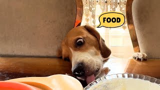 Relatable Moments Every Beagle Owner Will Understand