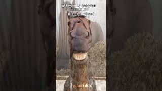 just for funny 🙃 #funny #funnyvideo #funnyedit #funnyshorts #horse #mybroski