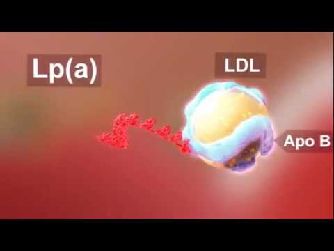 Atherosclerosis: Lp(a) in Focus