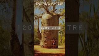 Facts about baobab tree, africa, water, the world tree #baobab #tree #africa #water #nature #facts