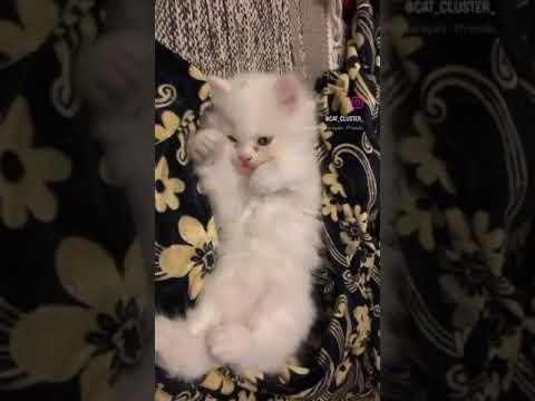 #cat #catlover #persiancatcorner #cute #persiancat #kitten #persiancatfood #love