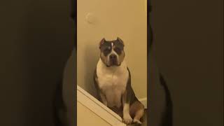 Pitbull_life_american bully xl Transformation