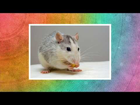 watch the world's top beautiful mouse