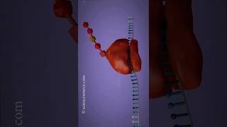 Gene Transcription and Gene Translation  #science #biology #zoology #etea2023