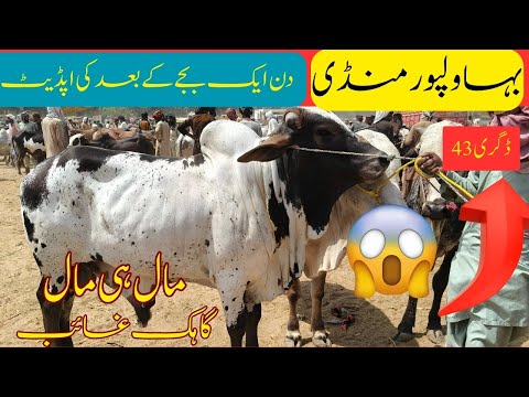 Bahawalpur Mandi today Update : #bahawalpurmandi#cow#cattlemarket 