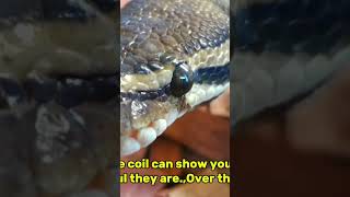 25-Year-Old Royal Python 🐍 | Still Going Strong!