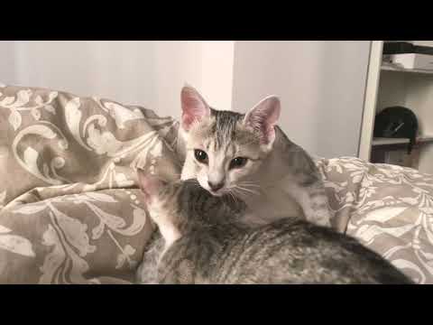 Kittens grooming each other