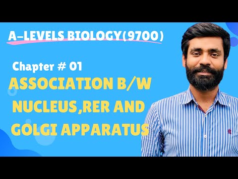 AS Biology|Chapter no 1 Association b/w Nucleus,RER and Golgi Apparatus for protein synthesis