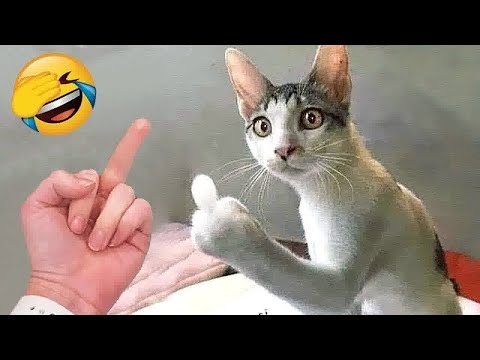 You won't stop laughing at these hilarious animals! 🤣