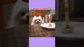 The Most Legendary Dog Memes (then vs now) #shorts