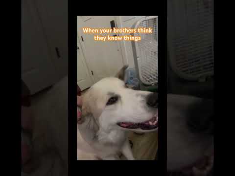 Send this to your brothers: ZIP IT #funny #dogshorts #greatpyrenees #funnyshorts #subscribe