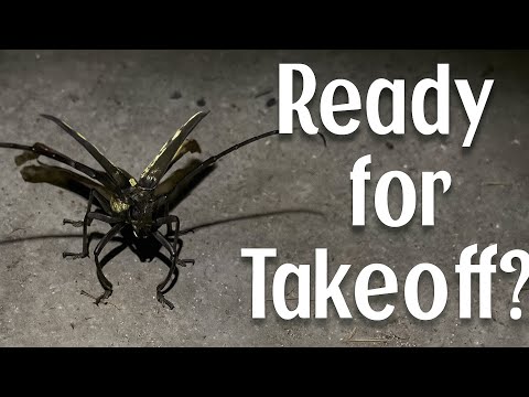 Night Beetle Takes Off!