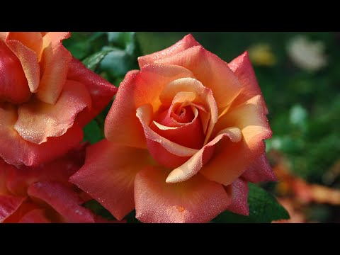 Peaceful Piano Music | Study Music | Beautiful Flowers