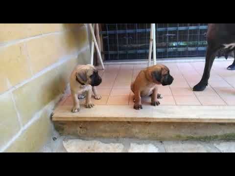 Bucceri Cane Corso