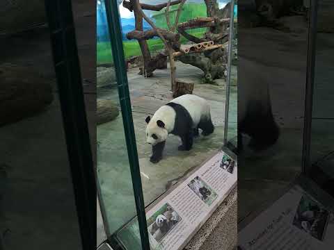 木柵動物園之貓熊出沒 #木柵動物園 by Samsung S22 Ultra #熊貓 #Panda
