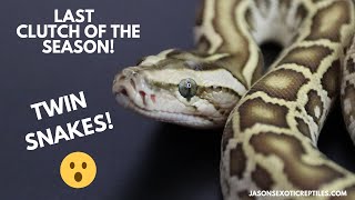 LAST BURMESE PYTHON CLUTCH OF THE SEASON - WE GOT TWIN SNAKES!