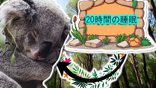 コアラ | 動物ドキュメンタリー