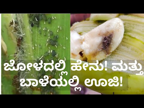 😱ಮೊದಲ ಬಾರಿಗೆ ಕಂಡುಬಂದಿದೆ: ಜೋಳದಲ್ಲಿ ಹೇನು! ಬಾಳೆಯಲ್ಲಿ ಊಜಿ! Shocking Leafminer in Banana! Aphids in maize