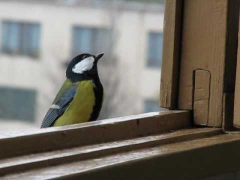 Birds