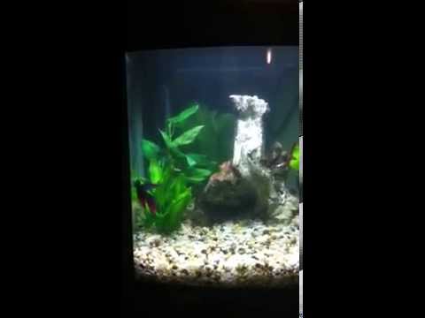 Betta Splenden checking out his new tank