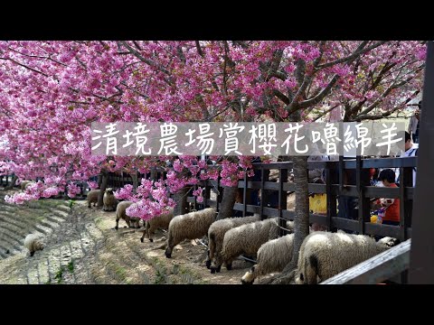 [58] 2024清境農場賞櫻花嚕綿羊｜櫻花太美！天氣太好！紫外線太強！