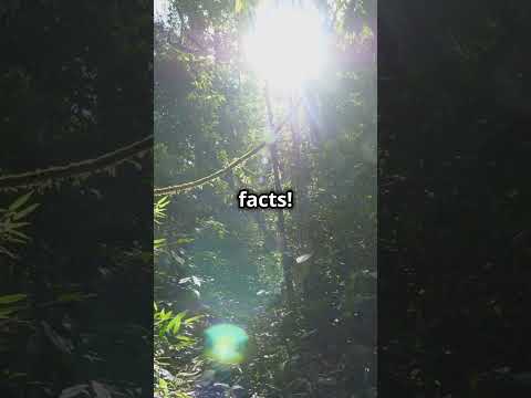 5 Fun Facts About the Amazon Rainforest!