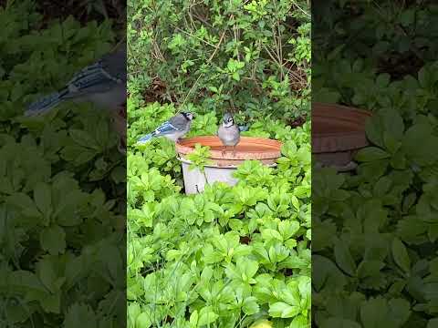 Young Blue Jays Hanging Out