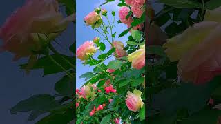 Easy and Beautiful Flower Garden Inspiration // How to Create a Stunning Garden(easy decor)#34