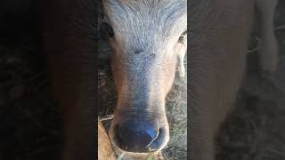 Four months old #viralvideo #mountainvillagelife