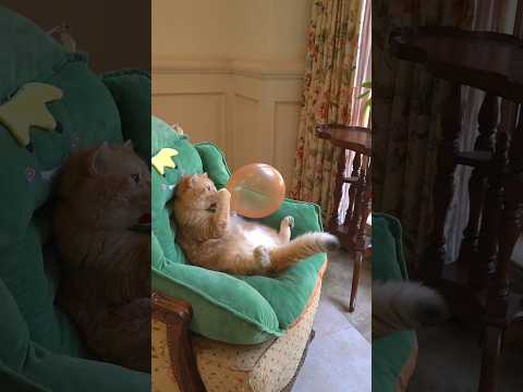 Cat 🐈 & cute baby 🐥 laughing video #funnyvideo #cutebaby  #comedy #laugh #shorts