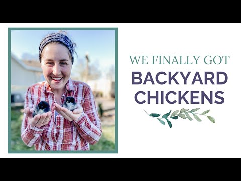 We Finally Got Backyard Chickens | What You Need to Raise Baby Chicks