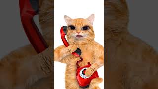 Calling☎️#funny #catlover #funnycats #trending #meow #comedyhighlights #follower #popular #highlight