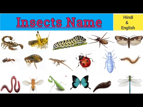 Insects Name in Hindi and English |  #insects | @TheLearningUniverse11