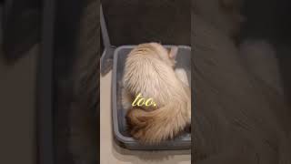 Placement Tips   Litter Box