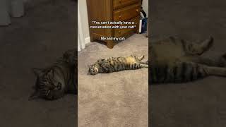 What she says #catcontent #cat #cuteanimal #funnypets #funny #cutecat #kitten #kittenlove