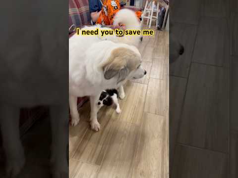 She is a MONSTER #greatpyrenees #funnydogs #cute #cavalier #fypシ #sendhelp