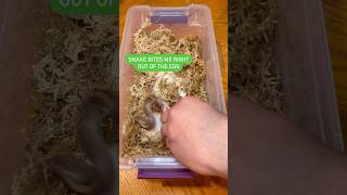 Baby Ball Python Bites Me Right Out of the Egg!