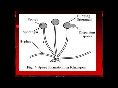 Chapter 2  Reproduction in plants.
