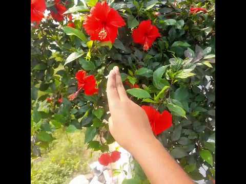 If you like this video subscribe to my channel ❤️❤️