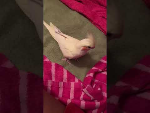 Cutie Cockatiel Posing...