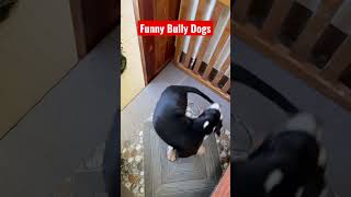 Funny American Bully Dogs 😂🐶 #dog #dogs