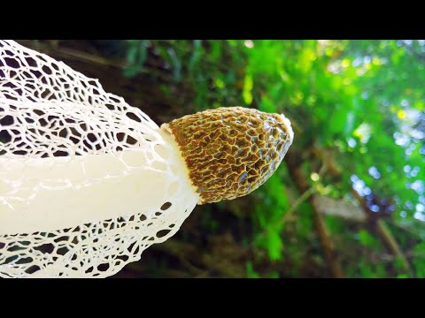 3 Strangest Mushrooms on Earth (and One Takes Control!)