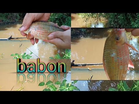 Mancing ikan melem