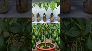 Stop Buying Avocados! Grow Your Own Avocado Tree at Home Using This Simple DIY Method|Zero-Cost Hack