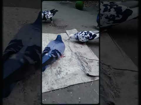#pets #birds #pegion #birdslovers #dove #viralvideo #viralshorts #shorts