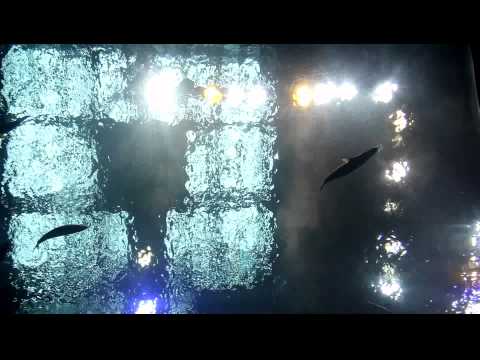 Okinawa Churaumi Aquarium 沖縄美ら海水族館 kuroshio tank