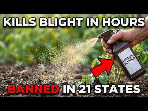 $1 Garage Liquid KILLS Tomato Blight in Hours. BANNED in 21 States. Buried For Years.