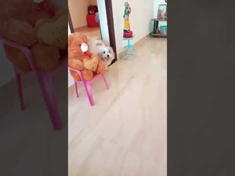Casper #enjoying #cuteness_overload #short #shortsfeed #viral #viralshorts #trending