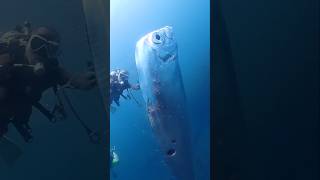 This Fish Predicts Natural Disasters 😱